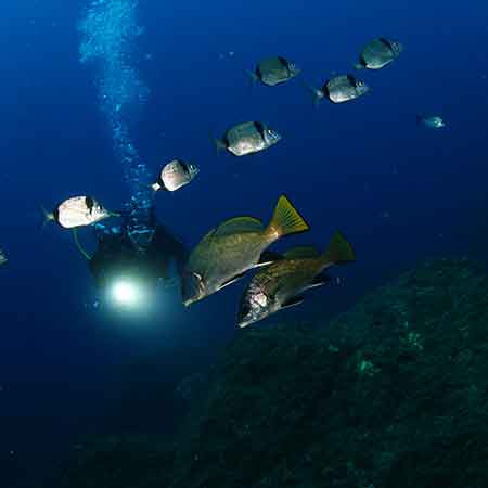 Vadum_Maris_Escuela_Especialidades_Night_Diver
